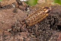 (Isopode - Porcellionidae - Acaeroplastes melanurus)